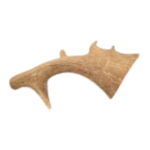 Bois de daim