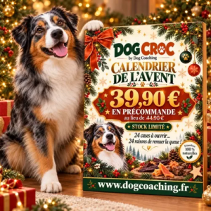 calendrier de l’Avent pour chien Dog croc